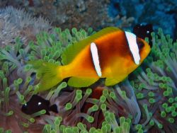 Just another Clownfish!
Cannon A20+Epoque flash by Robert Mcmeikan 